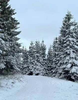 Ferienwohnung Natur Suite Hahnenklee - Harz, Balkon & Parkplatz im Winter