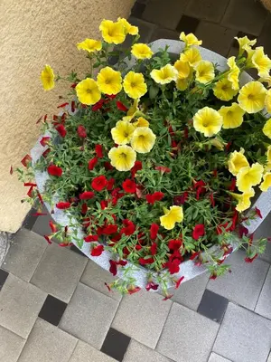 Ein Garten an der Unterkunft Villa Rosengarten