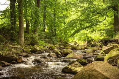 Naturlandschaft in der Nähe des Ferienhauses