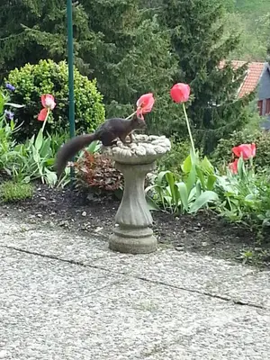 Ein Garten an der Unterkunft Pension Haus Petra