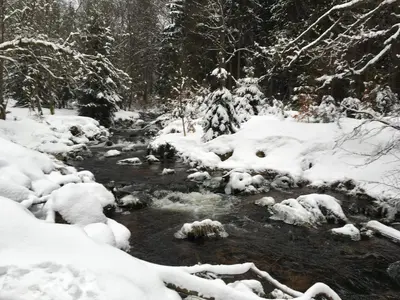 Harznest 2 im Winter
