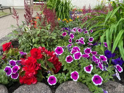 Ein Garten an der Unterkunft WohnungHahnenkleeLD
