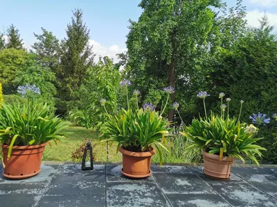 Ein Garten an der Unterkunft Ferienhaus Appold