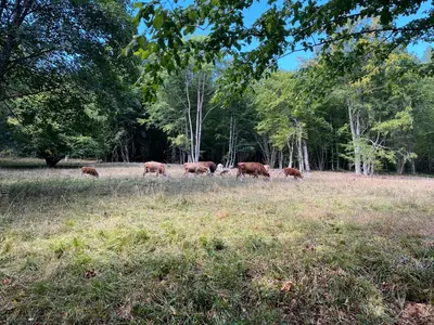 Tiere in der Ferienwohnung oder in der Nähe