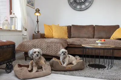 Ein Sitzbereich in der Unterkunft FeWo Harzer Leidenschaft bis 2 Hunde Willkommen TOP Lage DTV 5 Sterne 3 Pfoten