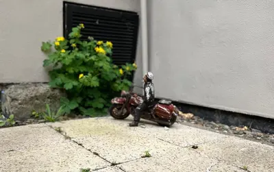 Tiere in der Ferienwohnung oder in der Nähe