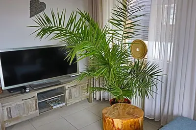TV/Unterhaltungsangebot in der Unterkunft Lichtblick Hahnenklee - Happy Harz