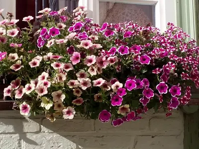 Ein Garten an der Unterkunft 