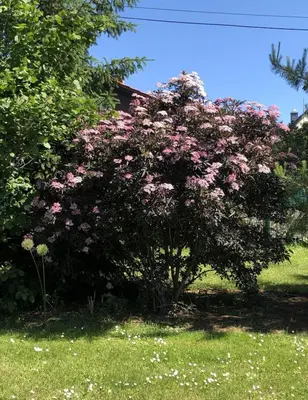 Ein Garten an der Unterkunft Ferienwohnung am Lehof