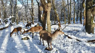 Tiere in der Ferienwohnung oder in der Nähe