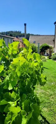 Ein Garten an der Unterkunft Zum Winzer