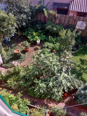 Ein Garten an der Unterkunft TheBackyard