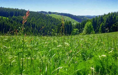 Naturlandschaft in der Nähe des Ferienhauses