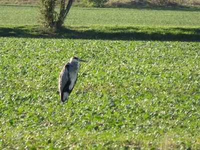 Tiere im Ferienhaus oder in der Nähe