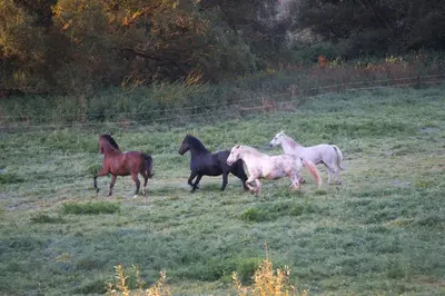 Tiere im Ferienhaus oder in der Nähe