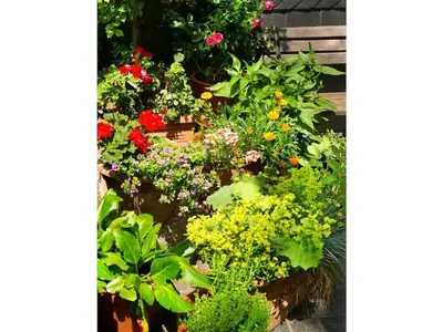 Ein Garten an der Unterkunft Holiday home in Goslar for 4 people