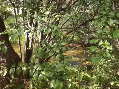 Naturlandschaft in der Nähe des Ferienhauses