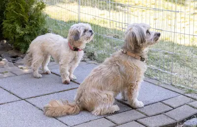 Haustiere von Gästen der Unterkunft FeWo Harzer Bergwind Sankt Andreasberg, 1 Hund bis 30Kg willkommen, große eingezäunte Terrasse mit Gasgrill