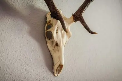 Tiere in der Ferienwohnung oder in der Nähe