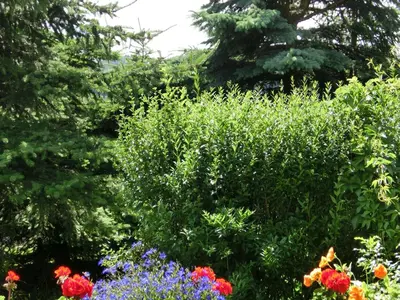Ein Garten an der Unterkunft Ferienhaus in Cattenstedt Harz mit Garten