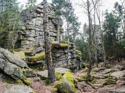 Grundriss der Unterkunft Bergwaldchalet Wellness 7