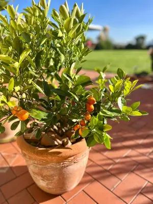 Ein Garten an der Unterkunft Ferienwohnung Brockenblick