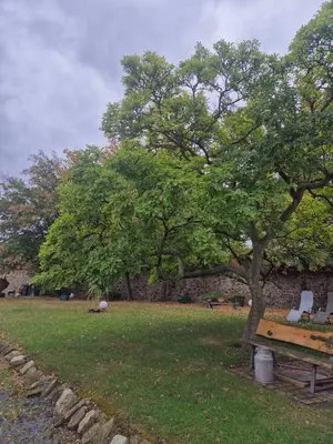 Ein Garten an der Unterkunft Ferienwohnung Thale am Bodetal
