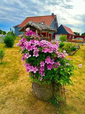 Ein Garten an der Unterkunft Ferienhaus Wiesenblick