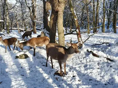 Tiere im Ferienhaus oder in der Nähe
