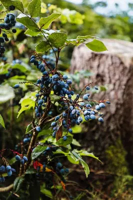 Ein Garten an der Unterkunft NEU, Morgentau, mit Aussicht in Wieda & großzügigen Garten