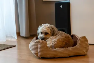 Haustiere von Gästen der Unterkunft FeWo Harzer Wiesenberg, bis zu 2 Hunde willkommen!