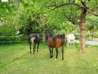 Tiere im Ferienhaus oder in der Nähe