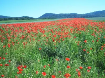 Naturlandschaft in der Nähe der Ferienwohnung