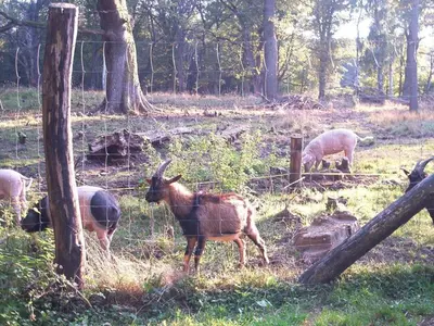 Tiere in der Ferienwohnung oder in der Nähe