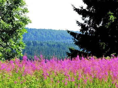 Naturlandschaft in der Nähe der Ferienwohnung
