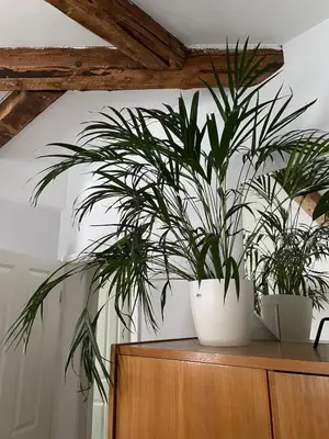 Grundriss der Unterkunft Süße Wohnung in Gründerzeitvilla
