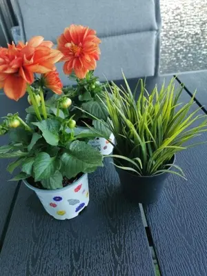 Ein Garten an der Unterkunft Ferienapartment 474