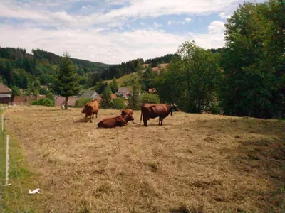 Tiere in der Ferienwohnung oder in der Nähe