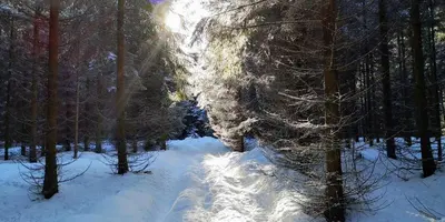 Comfort-Hotel garni Schierker Waldperle - inklusive Wellness im Winter