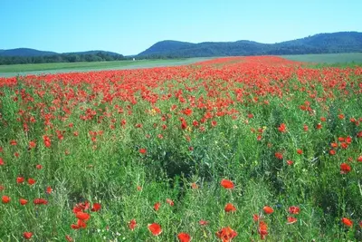 Naturlandschaft in der Nähe der Ferienwohnung