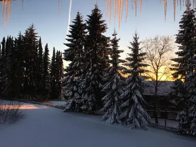 Luchsbutze im Winter