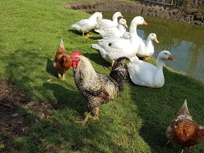 Tiere in der Ferienwohnung oder in der Nähe