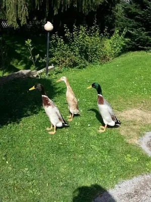Tiere im Ferienhaus oder in der Nähe