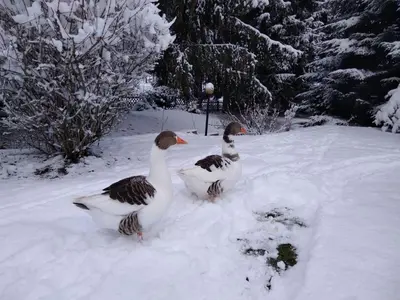Wohnen im Hühnerhaus im Winter