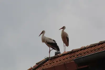 Tiere im Hotel oder in der Nähe