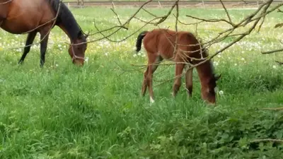 Tiere im Ferienhaus oder in der Nähe