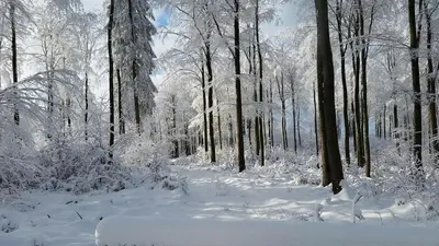 Harzquartier im Winter