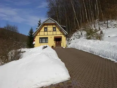 Birkenhain im Winter