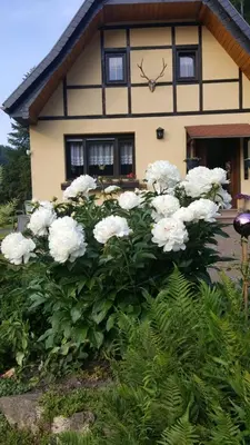 Ein Garten an der Unterkunft Birkenhain