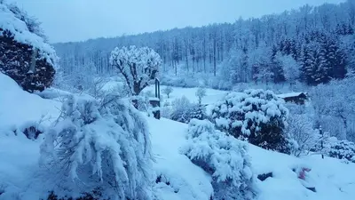 Birkenhain im Winter